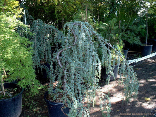Cedrus atlantica 'Glauca Pendula'