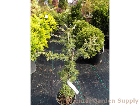 Cedrus atlantica 'Silberspitz'