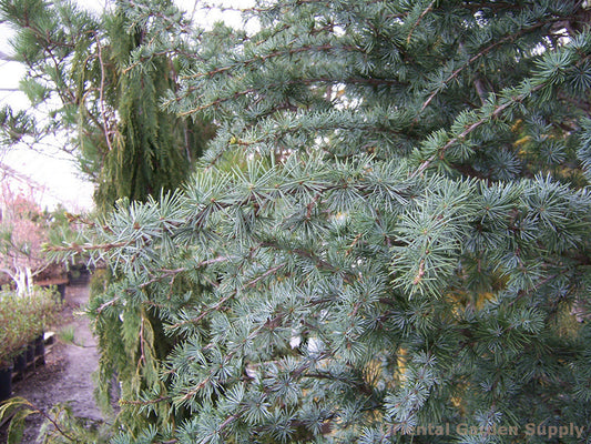 Cedrus atlantica 'Horstmann'