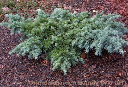 Cephalotaxus harringtonia 'Hedgehog'
