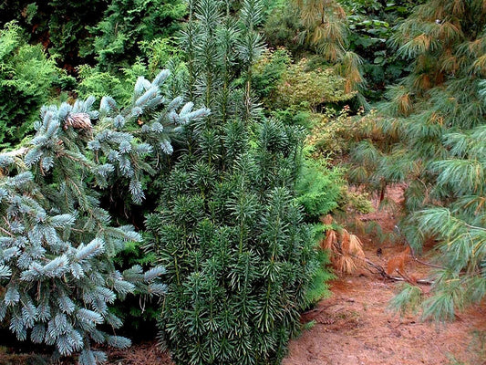 Cephalotaxus harringtonia 'Fastigiata'