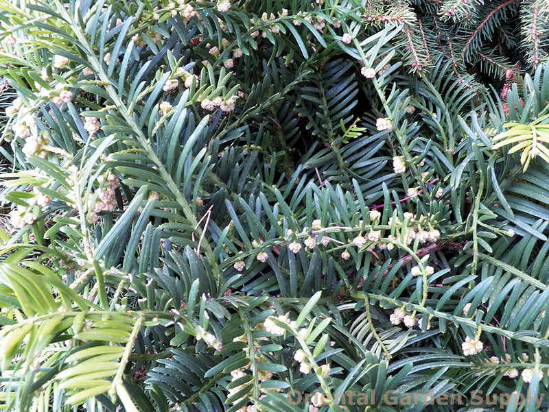 Cephalotaxus harringtonia 'Prostrata'