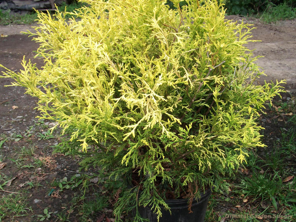 Chamaecyparis pisifera filifera 'Golden Mops'