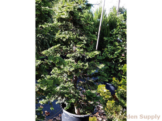 Chamaecyparis obtusa 'Compacta'
