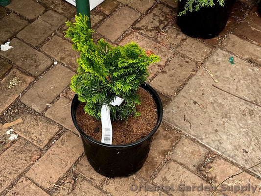 Chamaecyparis obtusa 'Gold Post'