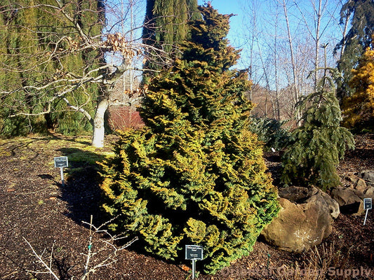 Chamaecyparis obtusa 'Kosteri'