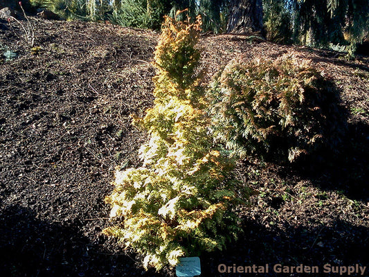 Chamaecyparis obtusa 'Melody'