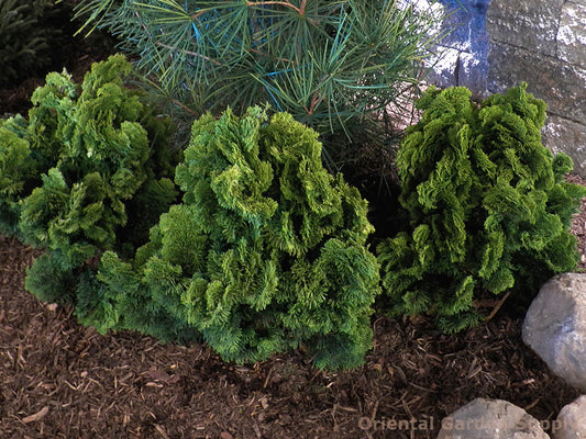 Chamaecyparis obtusa 'Nana'