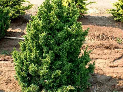 Cryptomeria japonica 'Black Dragon'