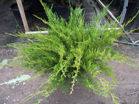 Juniperus chinensis 'Sea Green'