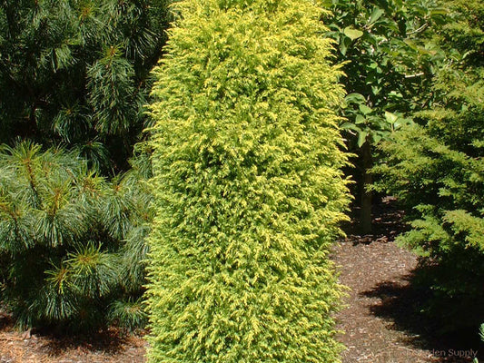 Juniperus communis 'Gold Cone'