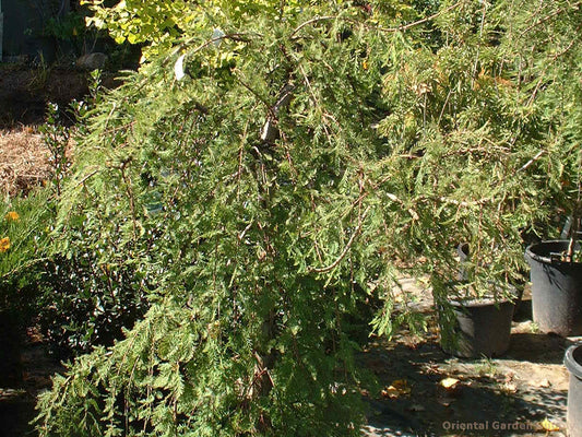 Metasequoia glyptostroboides 'Miss Grace'