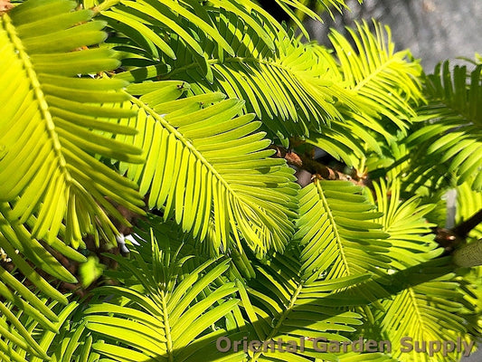 Metasequoia glyptostroboides 'Gold Rush'