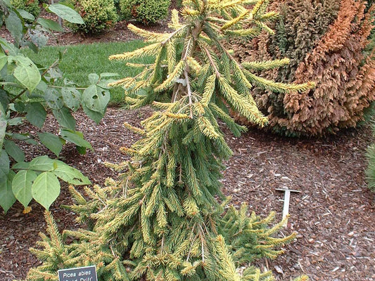 Picea abies 'Gold Drift'