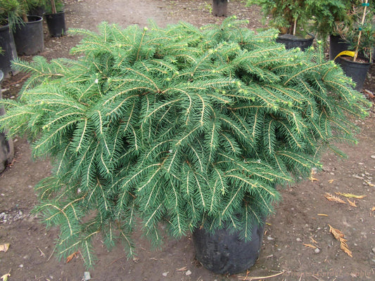 Picea abies 'Nidiformis'