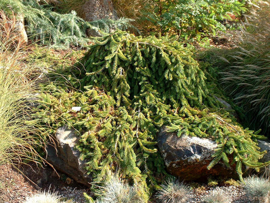 Picea abies 'Pendula'
