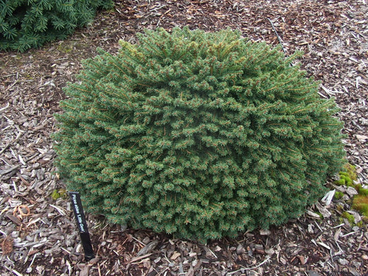 Picea abies 'Little Gem'