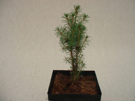 Picea glauca 'Zuckerhutt'