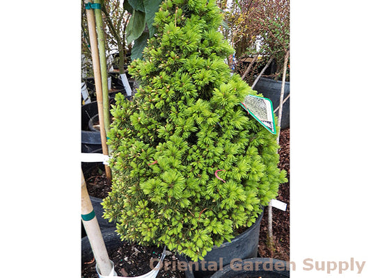 Picea glauca 'Humpty Dumpty'