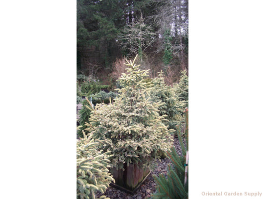 Picea mariana 'Aureovariegata'