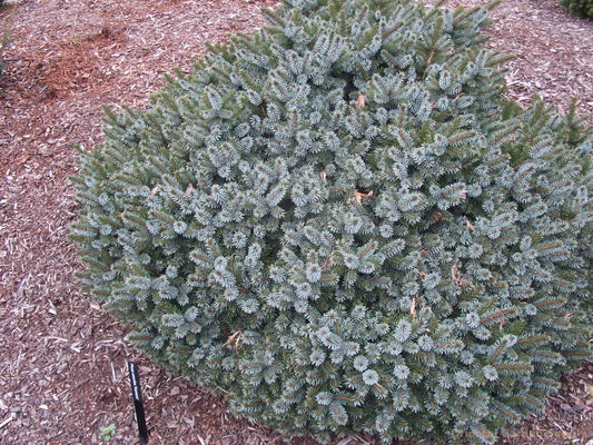 Picea omorika 'Kamenz'