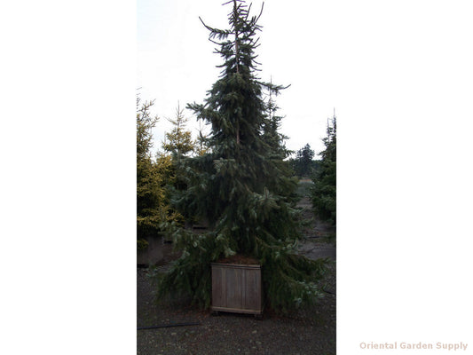 Picea omorika 'Pendula'