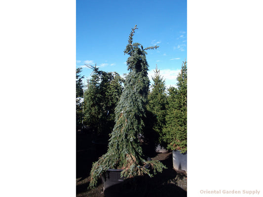 Picea omorika 'Bruns Pendula'