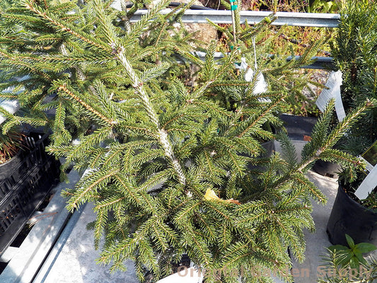 Picea orientalis 'Gowdy'