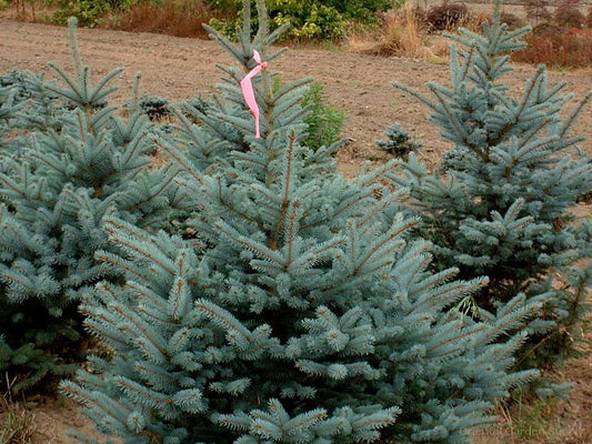 Picea pungens 'Fat Albert'