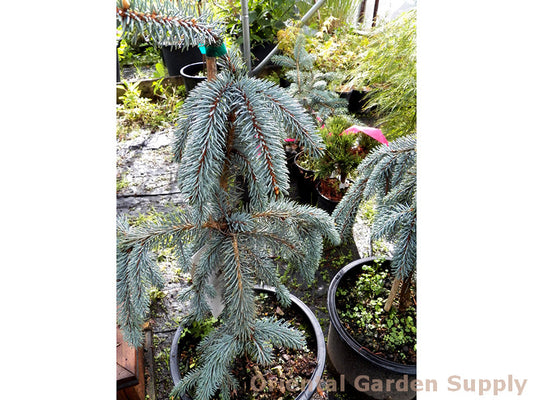 Picea pungens 'Slenderina Pendula'