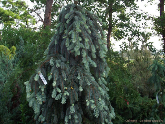 Picea pungens 'The Blues'