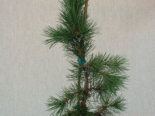 Pinus aristata