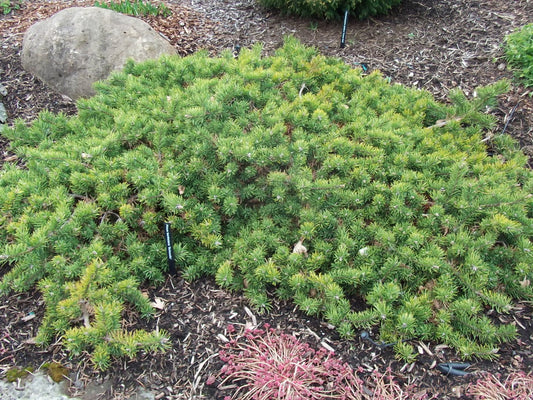 Pinus banksiana 'Schoodic'