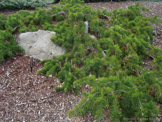 Pinus banksiana 'Uncle Fogy'
