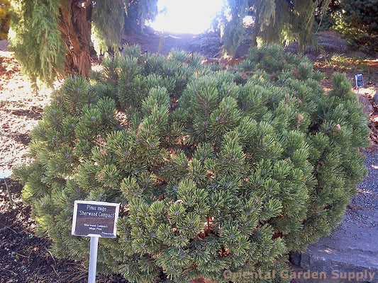 Pinus mugo 'Slowmound'