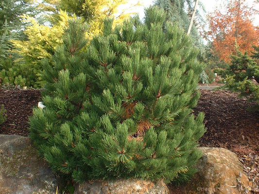 Pinus nigra 'Hornibrookiana'