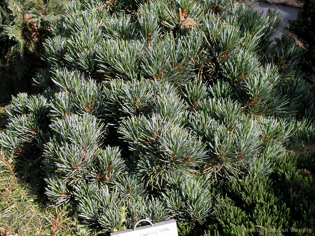 Pinus parviflora 'Aoi'