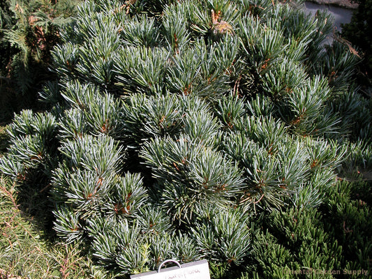 Pinus parviflora 'Aoi'