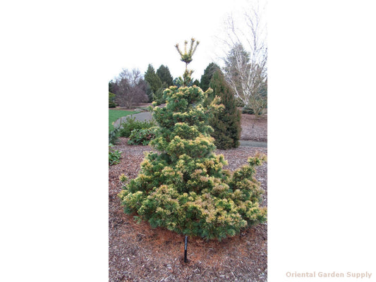 Pinus parviflora 'Goldilocks'