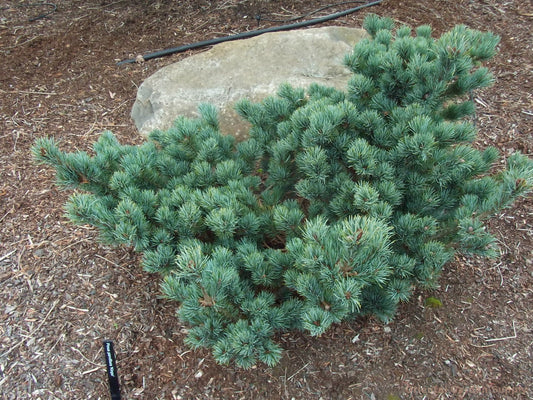 Pinus parviflora 'Kinpo'