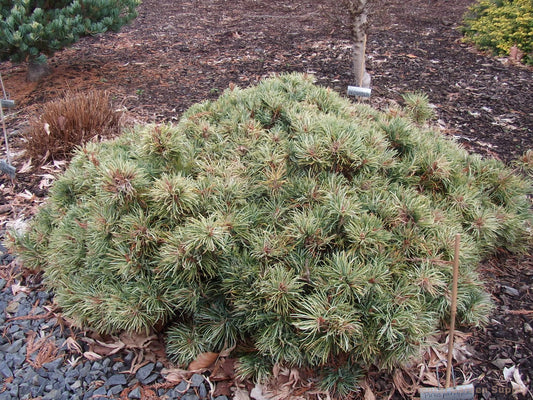 Pinus parviflora 'Tanima no Yuki'