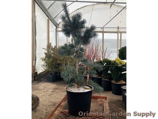 Pinus parviflora 'Blue Angel'