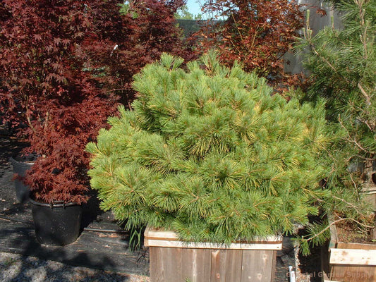 Pinus strobus 'Louie'