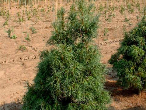 Pinus strobus 'Torulosa'