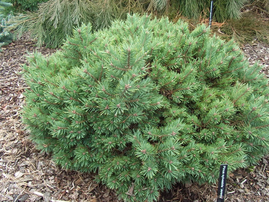 Pinus sylvestris 'Jeremy'