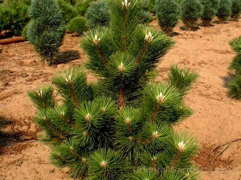 Pinus thunbergiana 'Thunderhead'