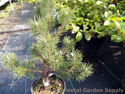 Pinus uncinata 'Silver Candles'