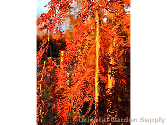 Taxodium distichum 'Falling Waters'