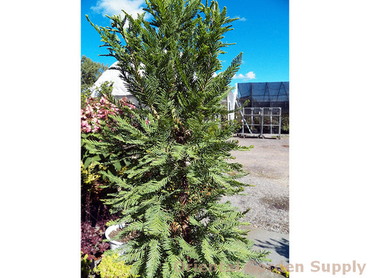 Taxodium distichum 'Peve Minaret'