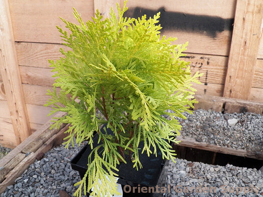 Thuja occidentalis 'Amber Glow'